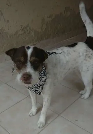 Cachorro raça mestiça idade 1 ano nome Tina