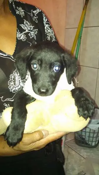 Cachorro raça SRD idade 2 a 6 meses nome Thor