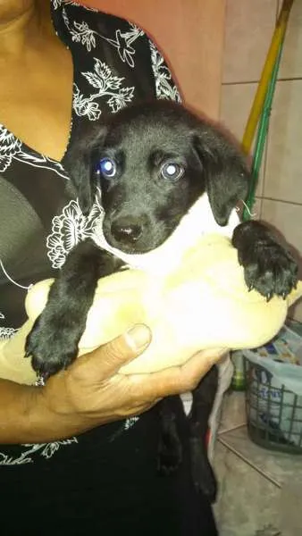 Cachorro raça SRD idade 2 a 6 meses nome Thor
