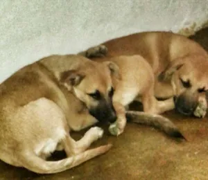 Cachorro raça labrador com boxer idade 7 a 11 meses nome look e zeus