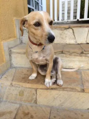 Cachorro raça SRD idade 1 ano nome KADU