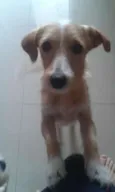 KADU