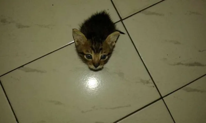 Gato ra a SRD idade 2 a 6 meses nome ROMEU