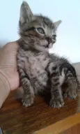 ROMEU