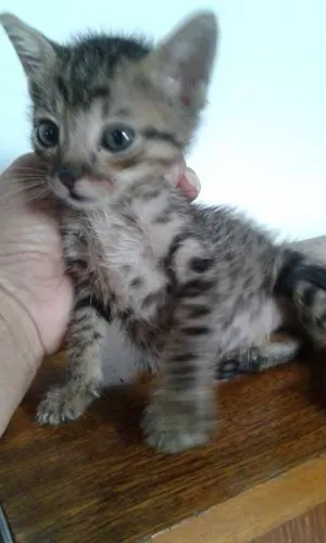 Gato raça SRD idade 2 a 6 meses nome ROMEU