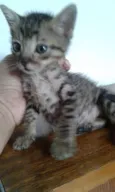 ROMEU