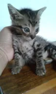 ROMEU