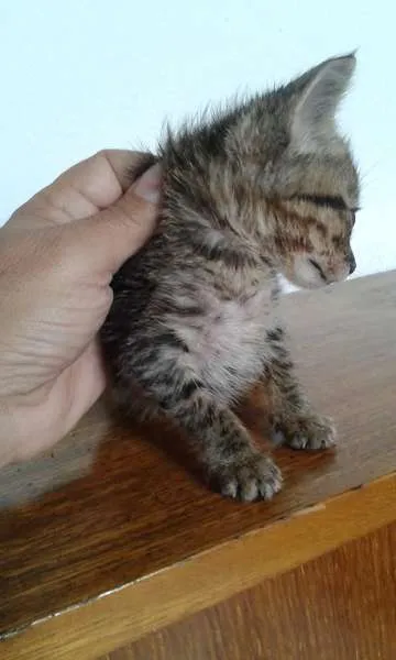 Gato ra a SRD idade 2 a 6 meses nome ROMEU
