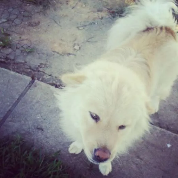 Cachorro ra a show show idade 2 anos nome Lia