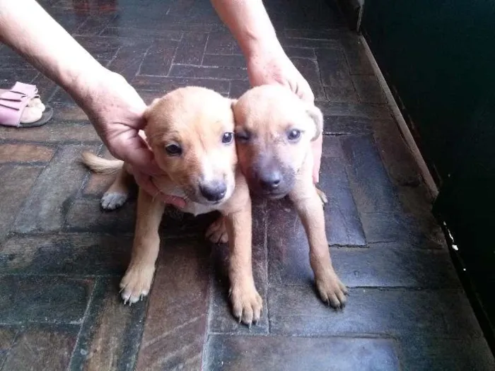 Cachorro raça mestiço idade Abaixo de 2 meses nome sem nome