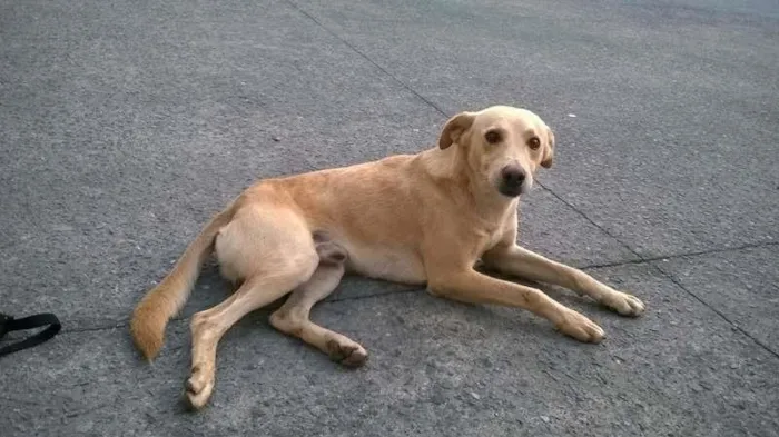 Cachorro ra a SRD idade 2 anos nome Teddy