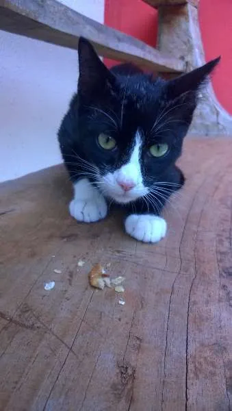 Gato raça  idade 2 a 6 meses nome Gatinhos