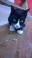 Gatinhos