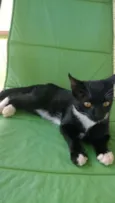 Gatinhos