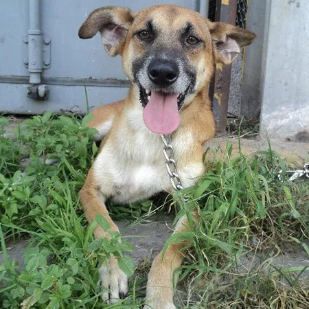 Cachorro ra a SRD idade 6 ou mais anos nome Joaquim