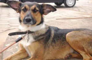 Cachorro raça SRD idade 6 ou mais anos nome Maricota
