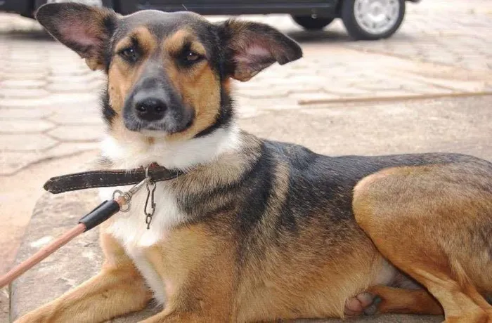 Cachorro raça SRD idade 6 ou mais anos nome Maricota