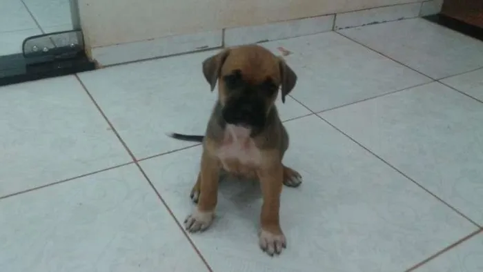 Cachorro ra a  idade Abaixo de 2 meses nome SEM NONE