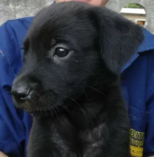 Cachorro raça Vira-lata idade Abaixo de 2 meses nome Bel