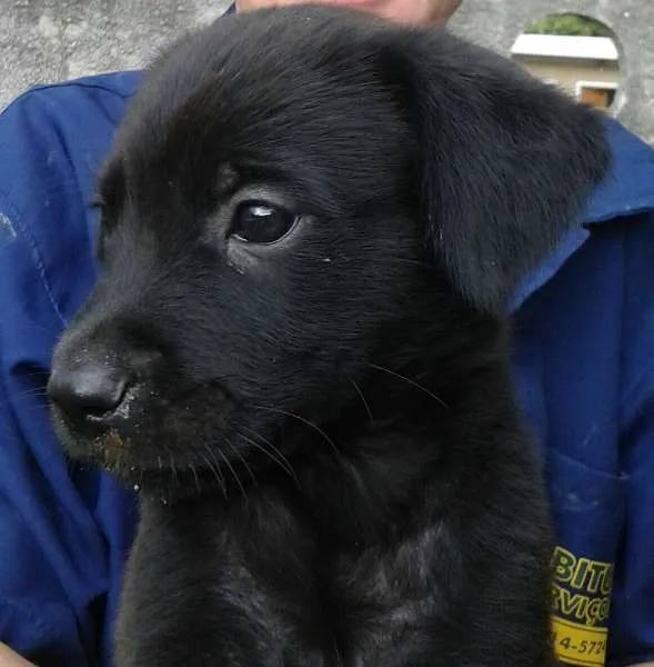 Cachorro raça Vira-lata idade Abaixo de 2 meses nome Bel