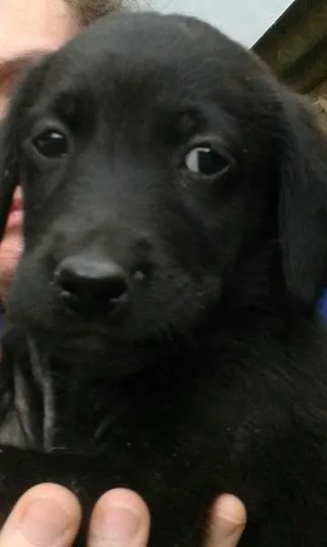 Cachorro raça Vira-lata idade Abaixo de 2 meses nome Negão