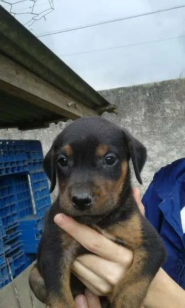Cachorro raça vira-lata idade Abaixo de 2 meses nome Fifo
