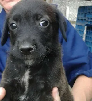 Cachorro raça Vira-lata idade Abaixo de 2 meses nome Barthô