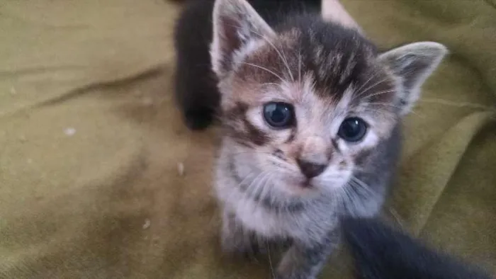 Gato ra a RSD idade 2 a 6 meses nome Princesa