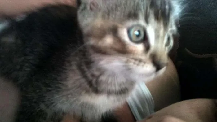 Gato ra a RSD idade 2 a 6 meses nome Pequena
