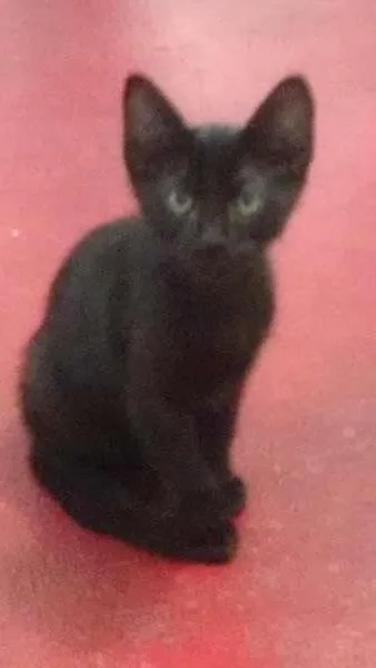 Gato ra a SRD idade 2 a 6 meses nome Lobinho
