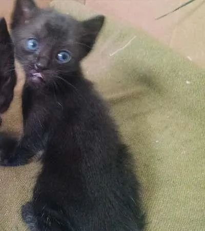 Gato ra a SRD idade 2 a 6 meses nome Gatinho