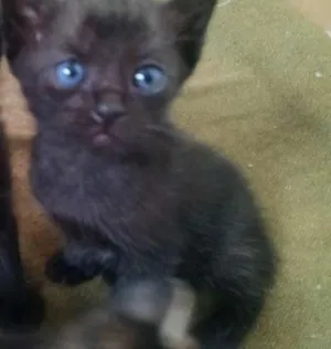 Gato raça SRD idade 2 a 6 meses nome Menino