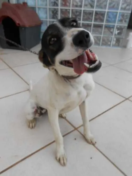 Cachorro ra a SRD idade 1 ano nome Panda
