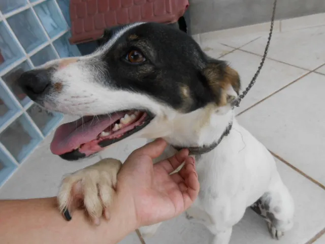 Cachorro ra a SRD idade 1 ano nome Panda
