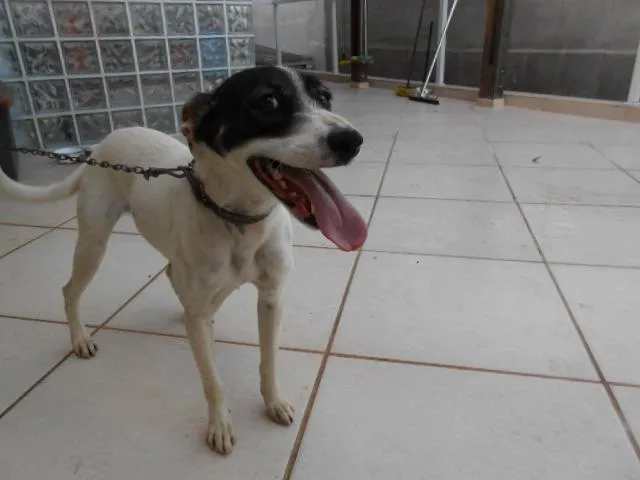 Cachorro ra a SRD idade 1 ano nome Panda
