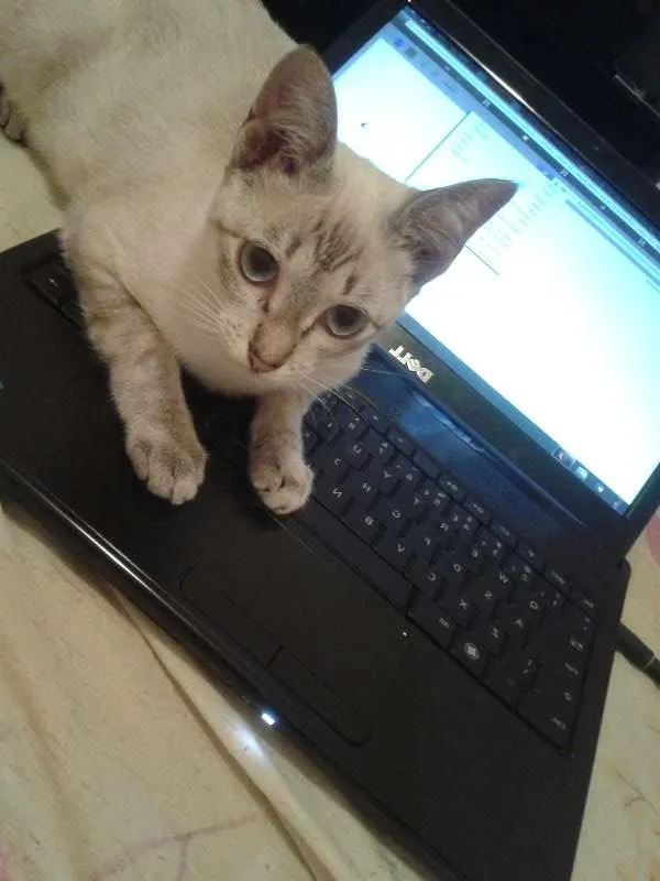 Gato raça SRD idade 7 a 11 meses nome Gumercinda
