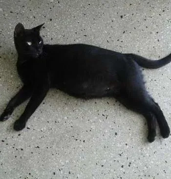 Gato raça nao definida idade 2 anos nome pretinha