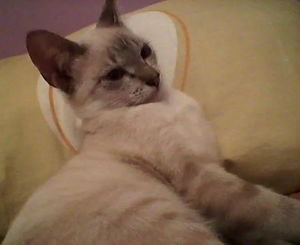 Gato raça SRD idade 7 a 11 meses nome Gumercinda