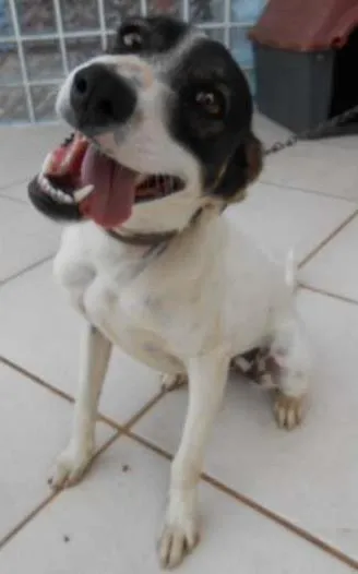 Cachorro ra a SRD idade 1 ano nome Panda
