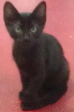 Gato raça SRD idade 2 a 6 meses nome Lobinho