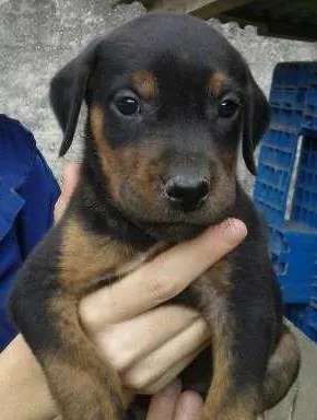 Cachorro raça vira-lata idade Abaixo de 2 meses nome Fifo