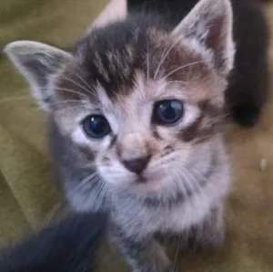 Gato raça RSD idade 2 a 6 meses nome Princesa