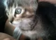 Pequena