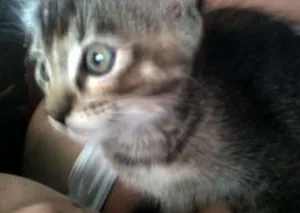 Gato raça RSD idade 2 a 6 meses nome Pequena
