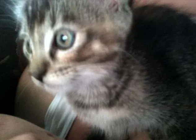 Gato ra a RSD idade 2 a 6 meses nome Pequena