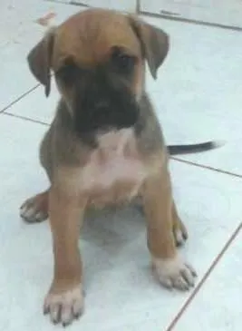 Cachorro raça  idade Abaixo de 2 meses nome SEM NONE