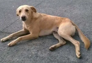 Cachorro raça SRD idade 2 anos nome Teddy