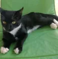 Gatinhos