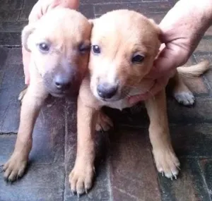 Cachorro raça mestiço idade Abaixo de 2 meses nome sem nome