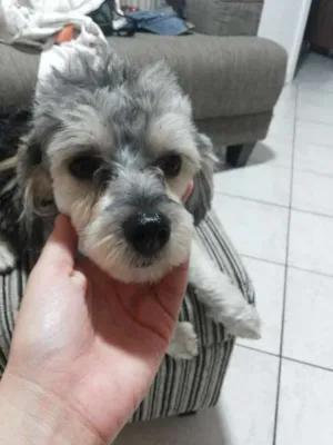 Cachorro raça Mix Lhasa com Poodle idade 7 a 11 meses nome Totô